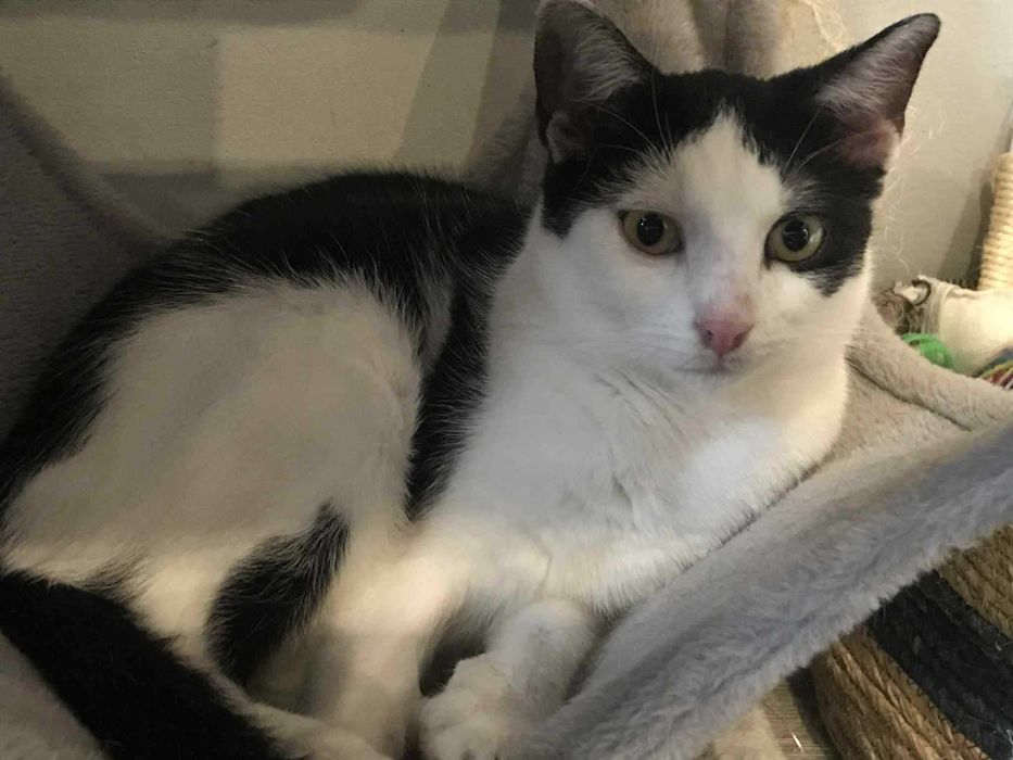 Dom to wszystko czego mu brak - młodziutki Twix szuka domku