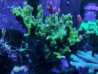 Montipora Star Wars