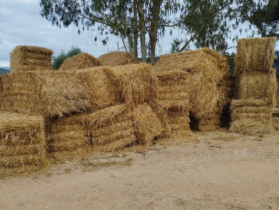 Vendo Feno de azevem