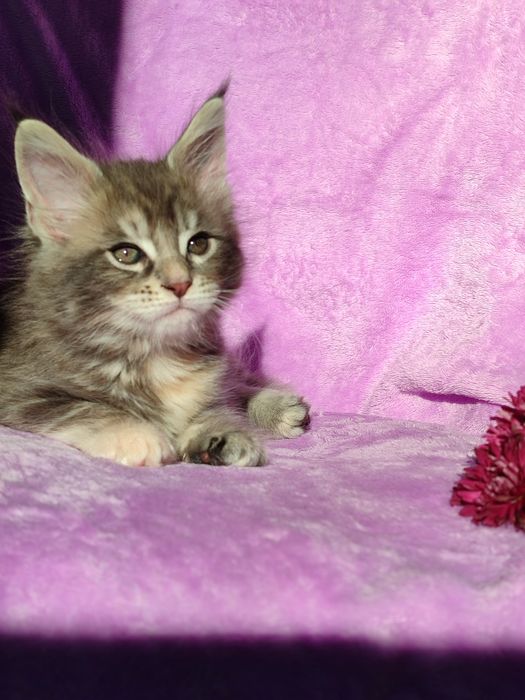 Кошенята породи Мейн-кун