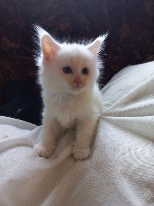 Biały kocurek Maine Coon