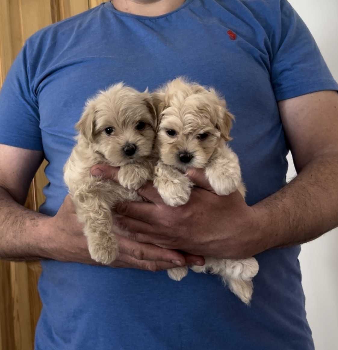 Мальчик мальтипу 1.5 мес.