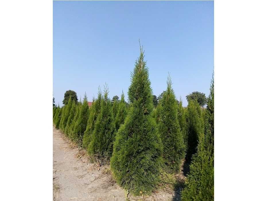 Thuja Smaragd 60-80 cm Tuja Szmaragd, tuje! Dostawa i sadzenie PL!