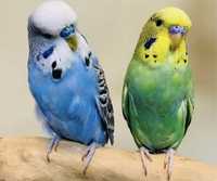 Попугаи для разговора волнистые ручные птенцы