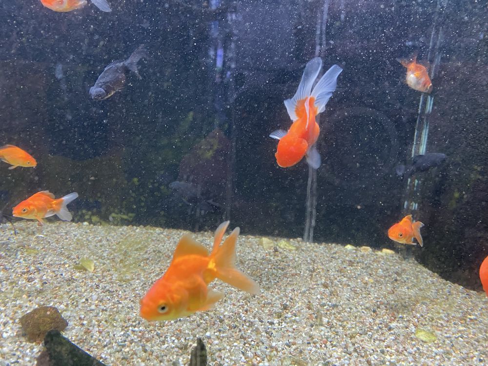 Welony Oranda, oraz teleskop, zimnowodne, do oczek wodnych i akwarium