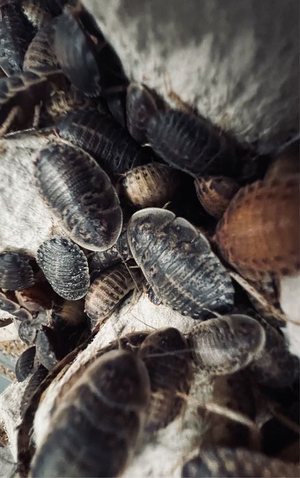 Karaczan dubia 2-3 cm 200 szt