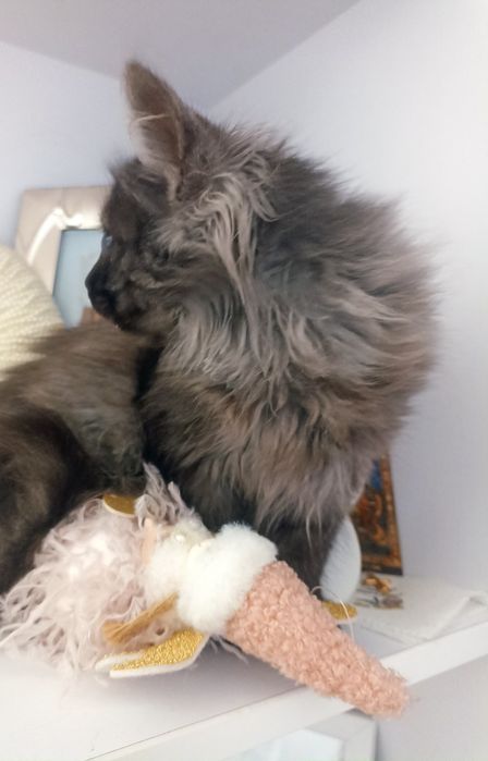 Шикарне кошенятко