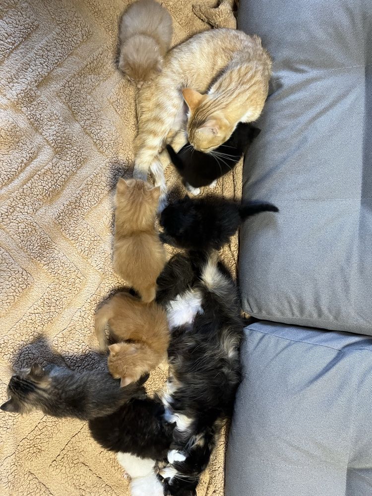 Море муркотіння у ваш дім!