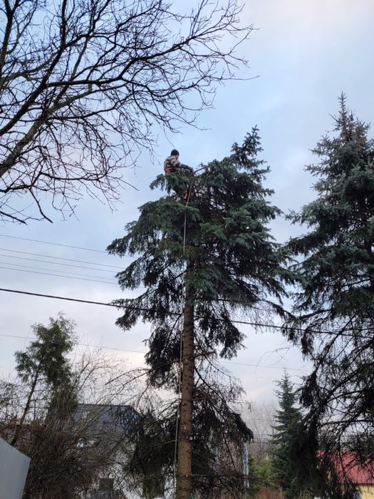 Wycinka drzew, koszenie trawy