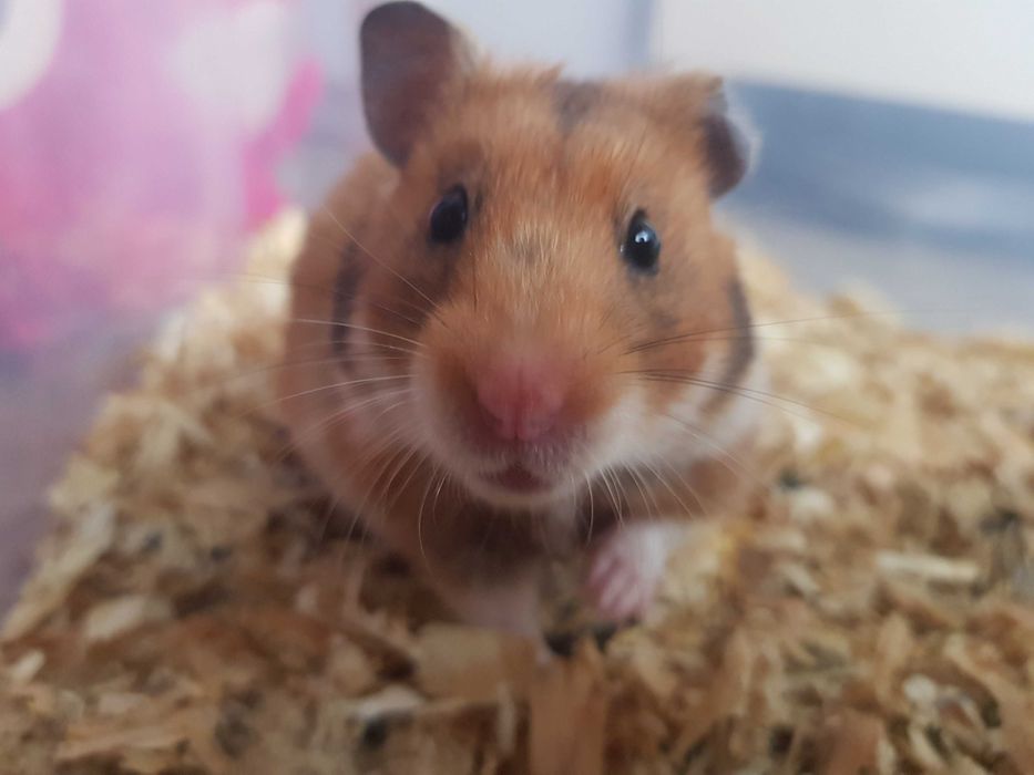 Chomik syryjski krótkowłosy