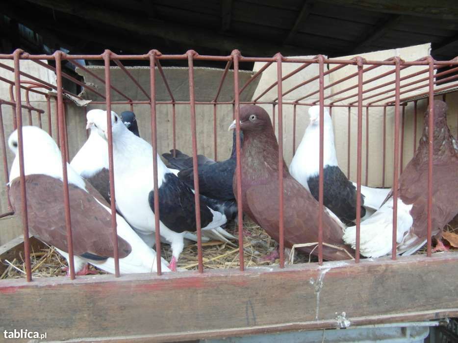 Gołębie-boki, szaryki(orlik polski)