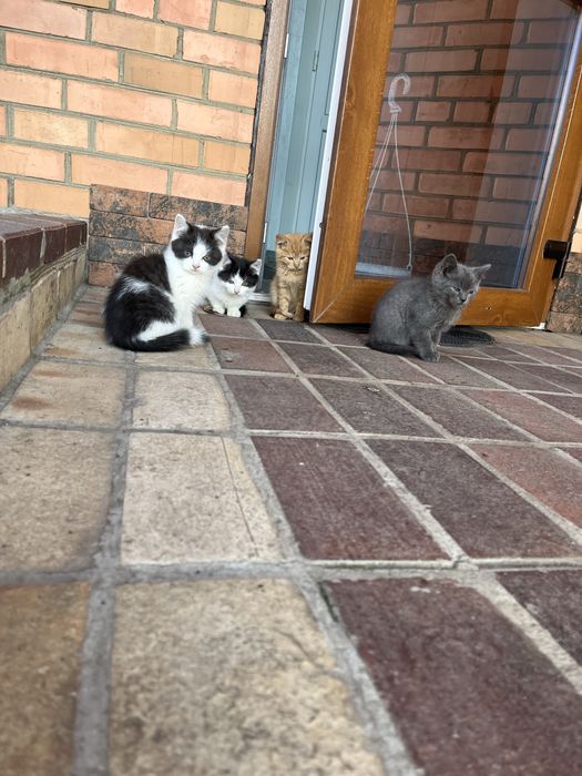 Милые и забавные хвостики