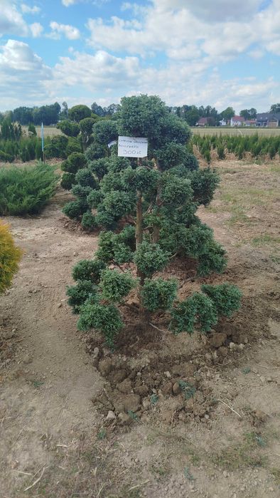 Bonsai, Niwaki Cyprysik groszkowy Boulevard