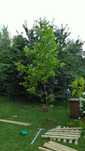 Platan klonolistny, platanowiec 3 - 4m