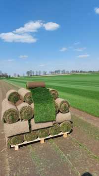 Trawa z rolki Premium, producent trawy z rolki