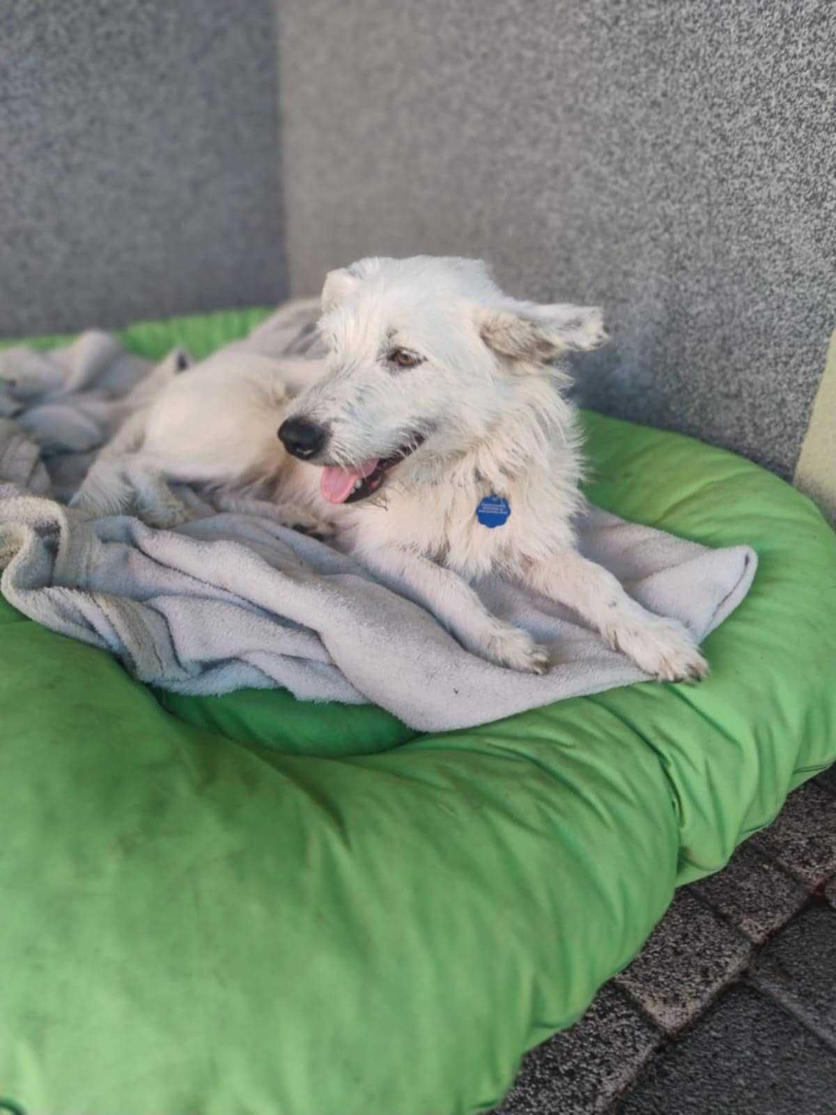 Sunia Lola czeka na swój nowy dom