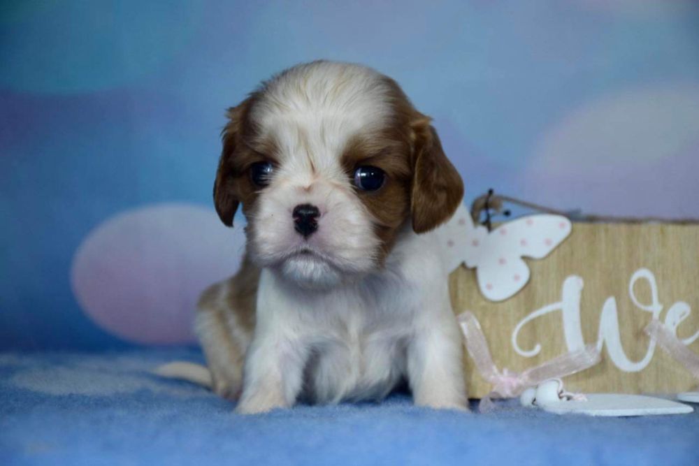 Samiec Cavalier King Charles spaniel