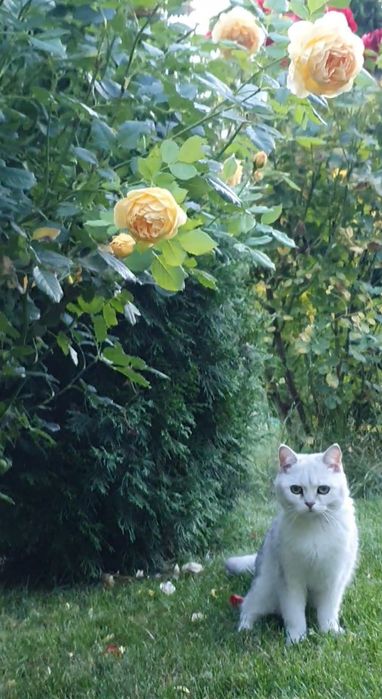 Серебристый шиншилла британец