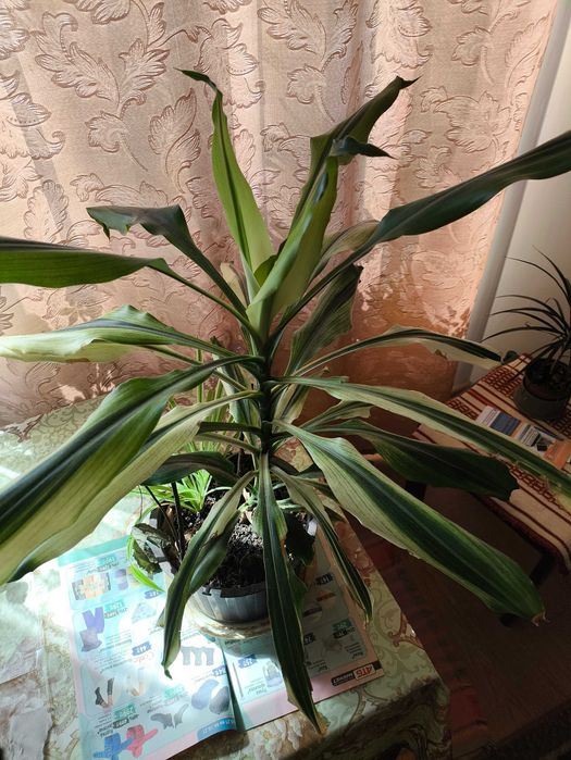 Пальма юка квітка