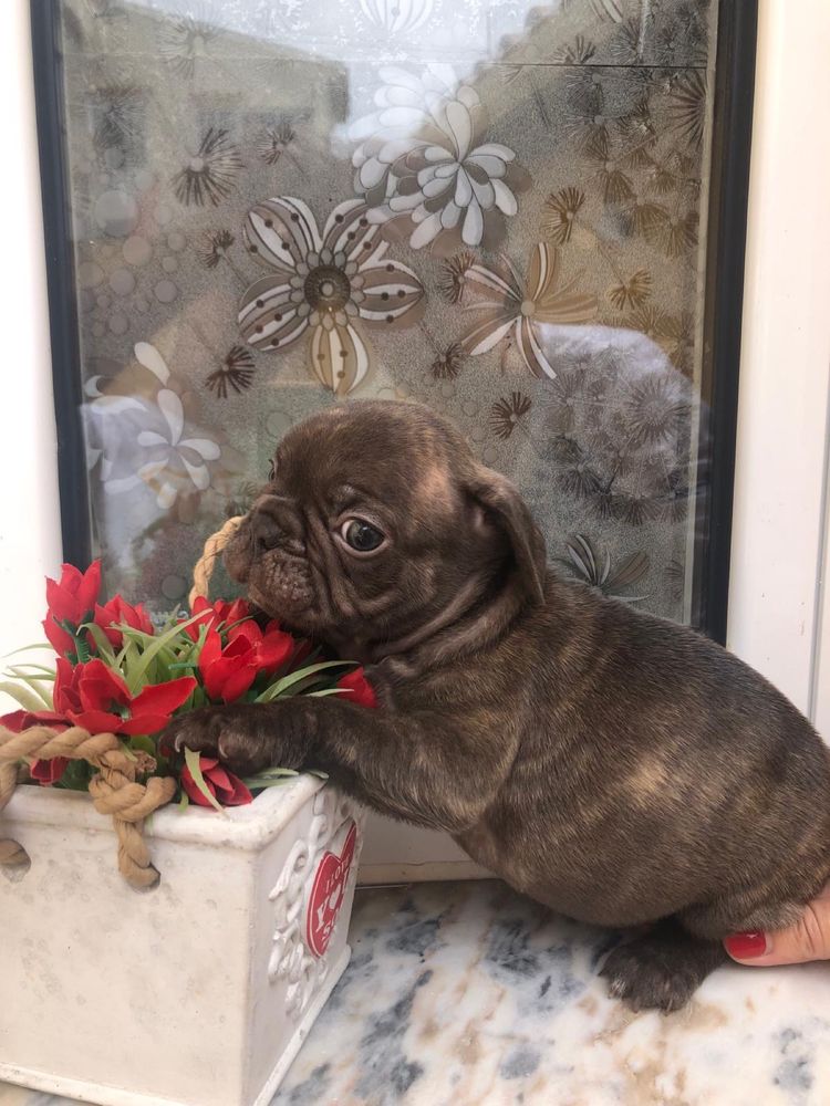 Bulldog francês   macho top exotico