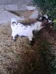 Cabrito anã domesticado criado a biberão