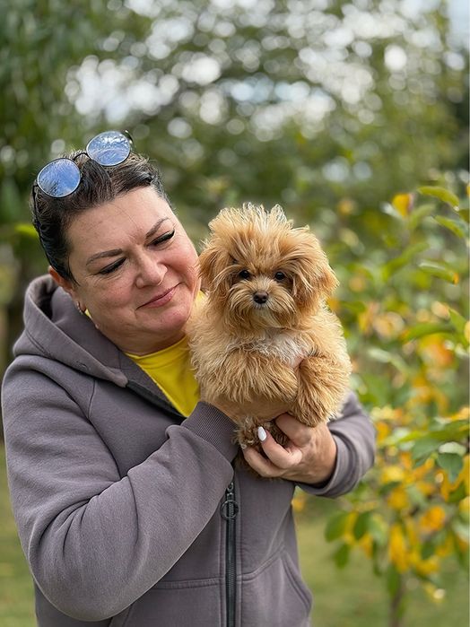 Преміум мальтіпу мікро — символ елегантності та ніжності.