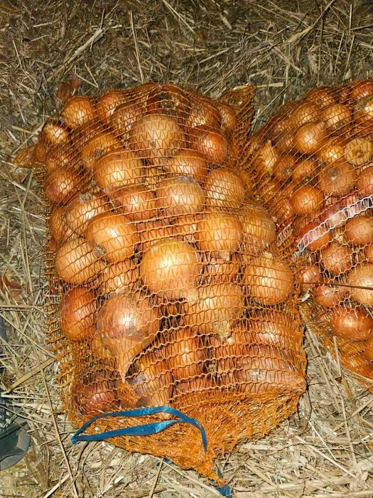 Cebula wolska średnia