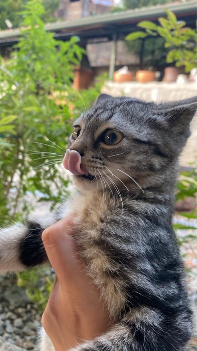 Dou gatos bebes zona abragao/penafiel