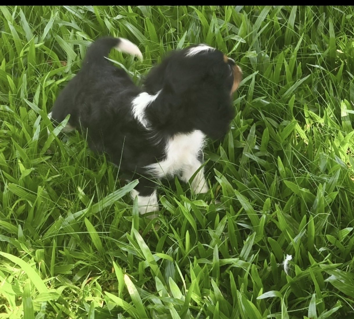 Cavalier King Charles macho disponível