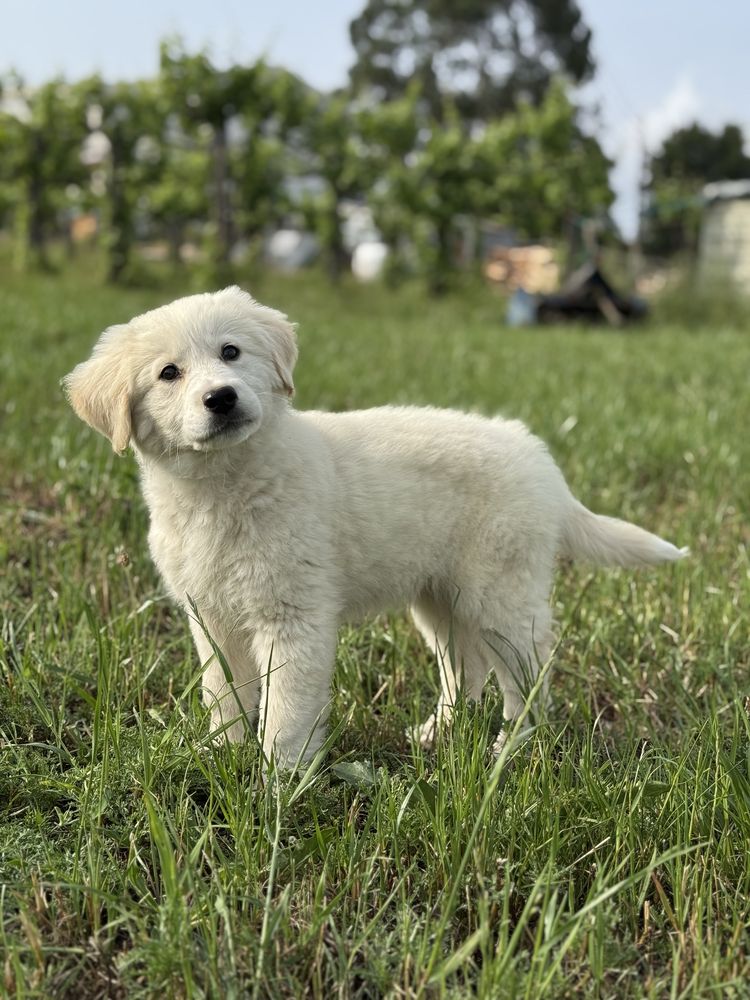 Golden Retriever fêmea