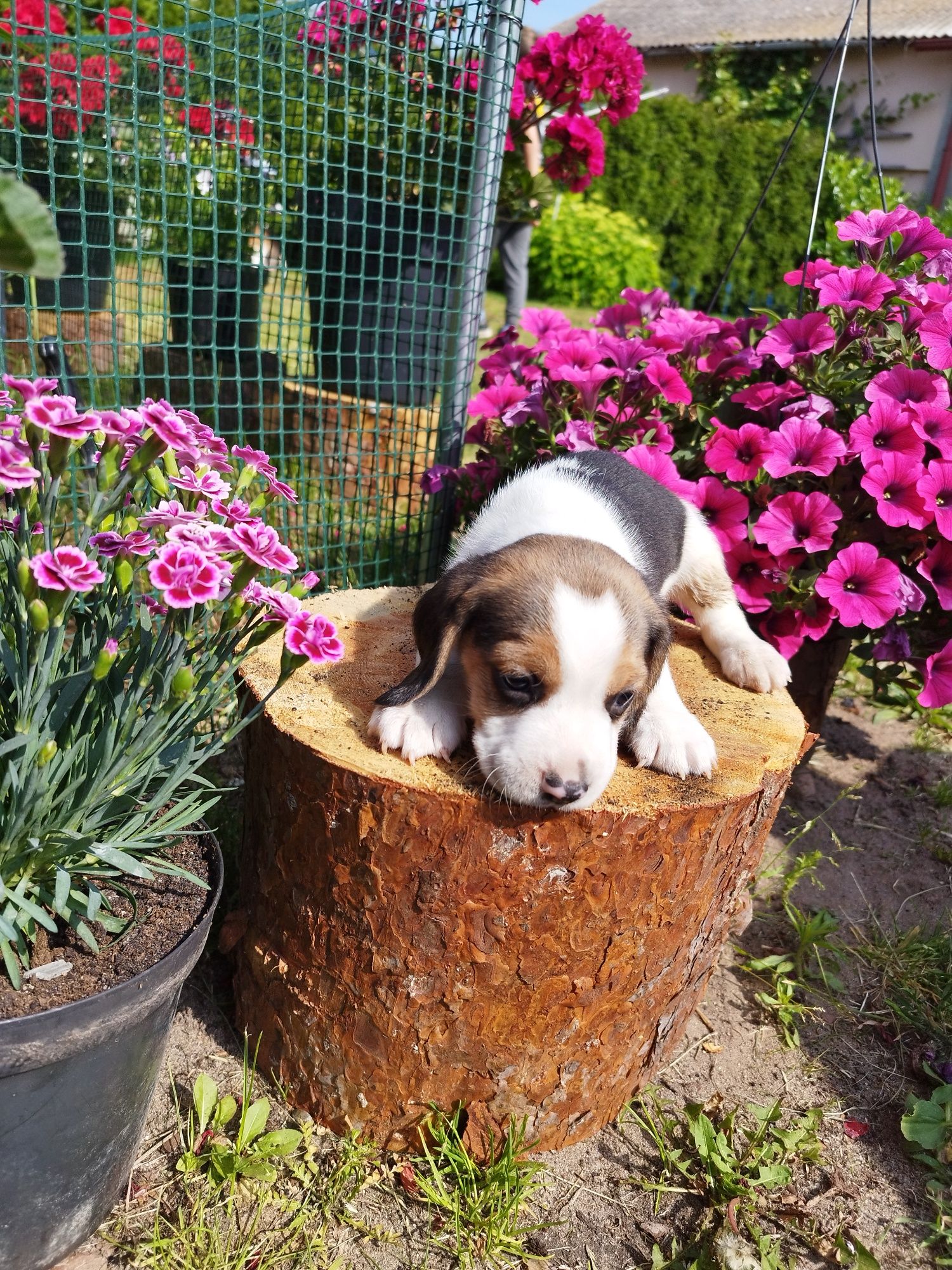 GOTOWY DO ODBIORU Piesek rasy Beagle po rodzicach z ustalonym profilem