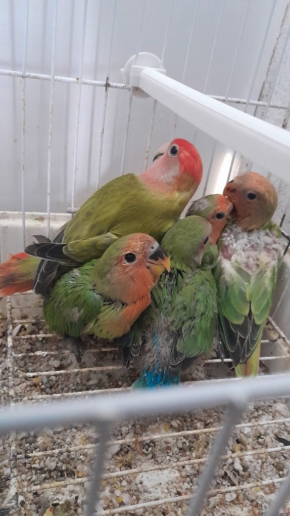 5 Roseicollis 3 criados à mão