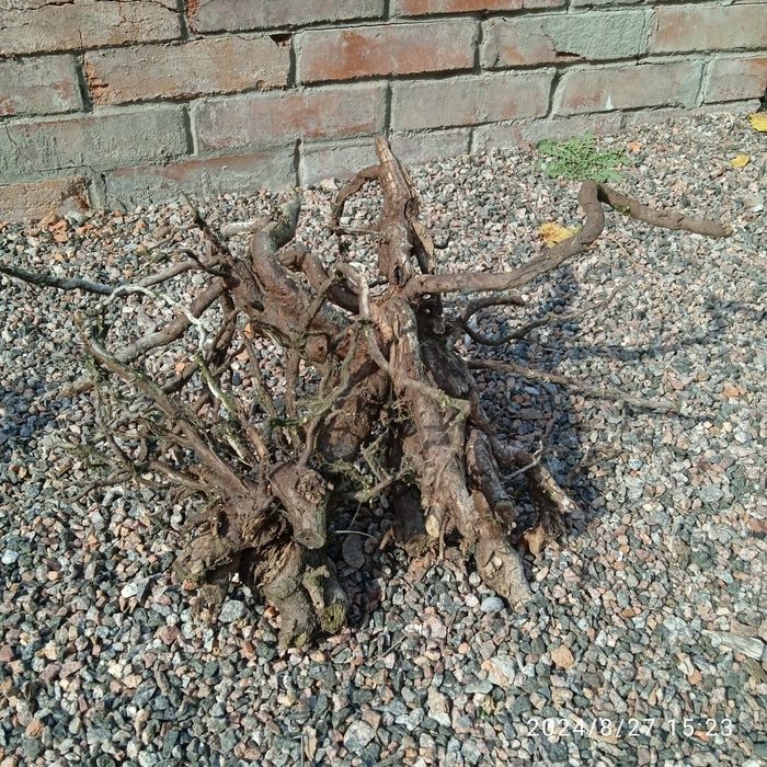 Мох Кристмас.Коряги.