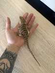 Agama Brodata z Terrarium komplet
