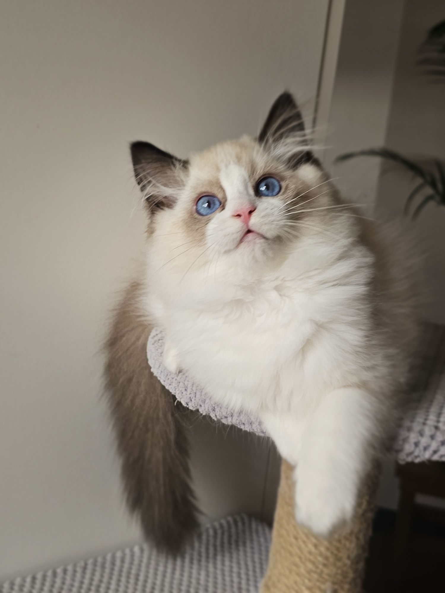 Ragdoll kocurek na kolanka