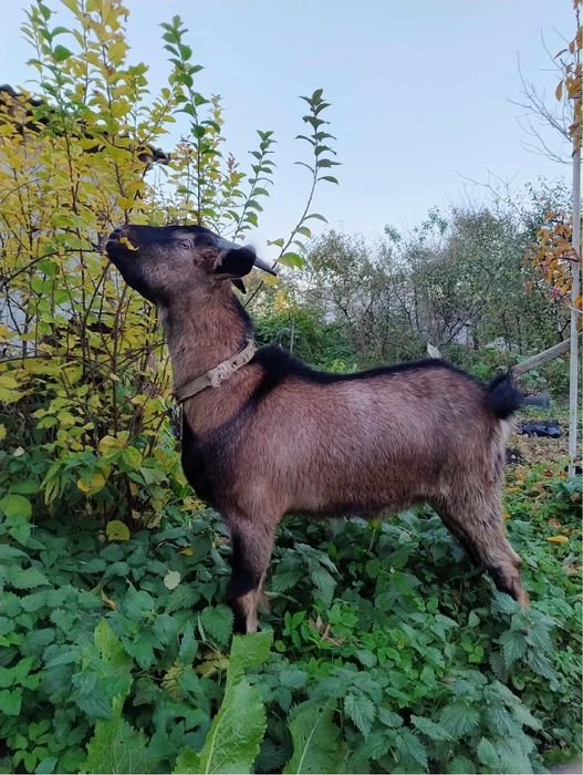 Козлик Козел молодий