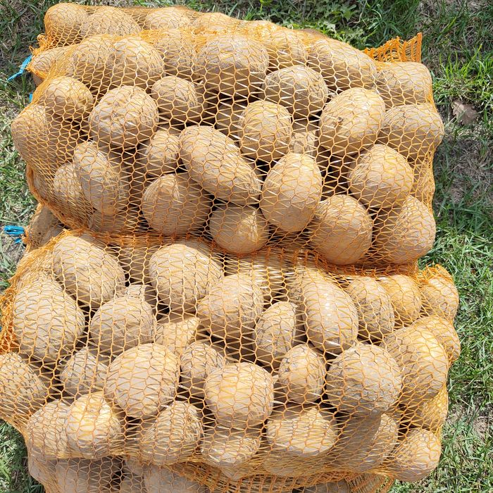 Ziemniaki vinieta i Vega