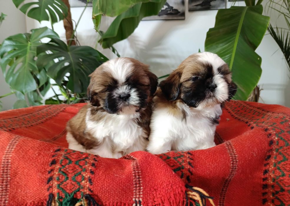 Shih Tzu suczka okolice Krakowa i Bochni