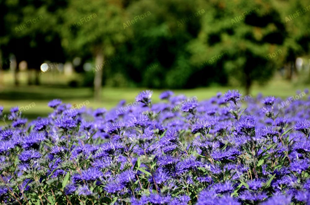 Barbula klandońska 'Dark Knight' (Caryopteris) Doniczka 2.0L