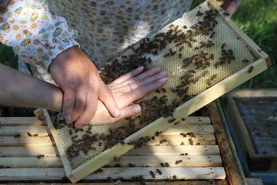 Бджоломатки Карніка Варроатолеранц VT ( Австрія, Німеччина) пчеломатка