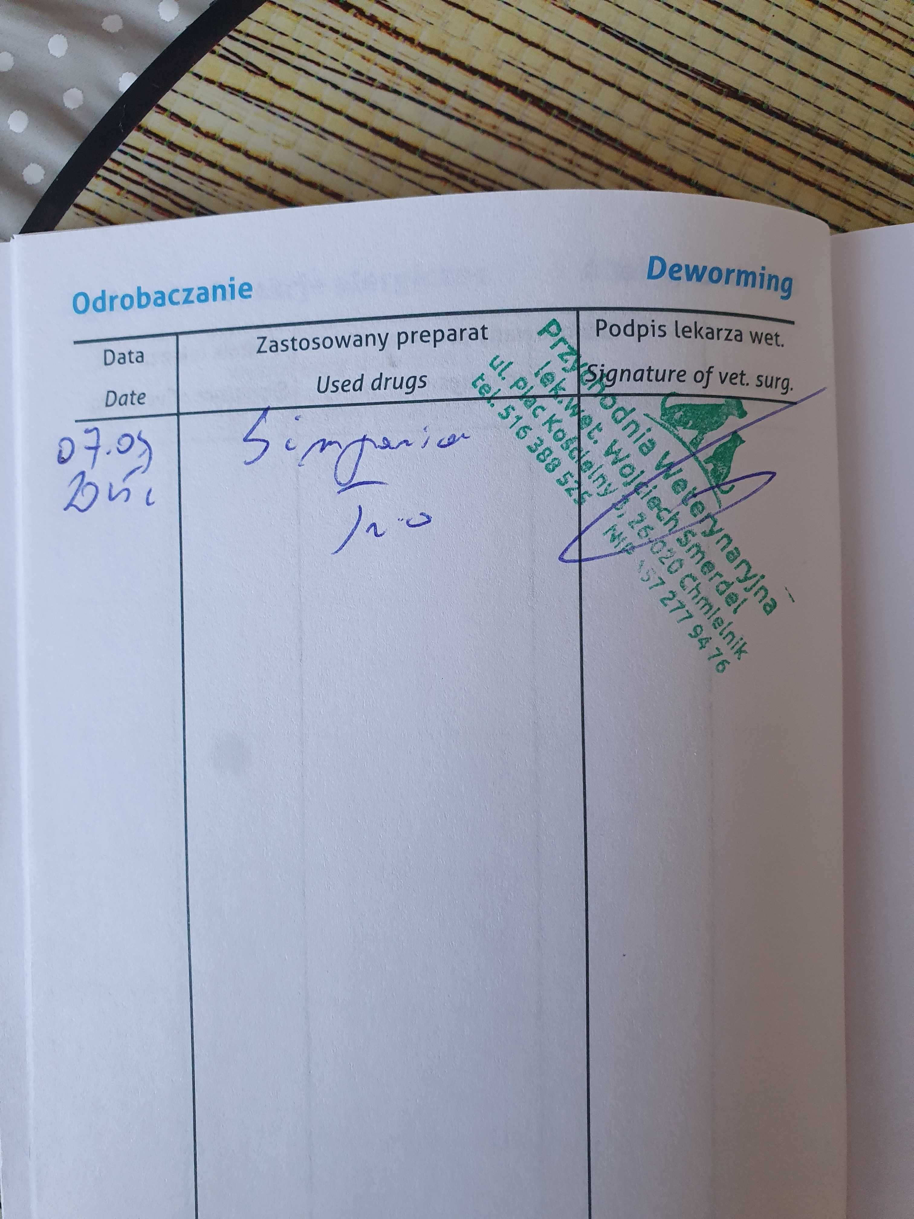 Oddam biszkoptową suczkę 15 tygodni