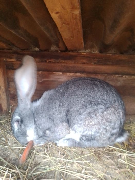 Бельгийский великан самец,рабочий