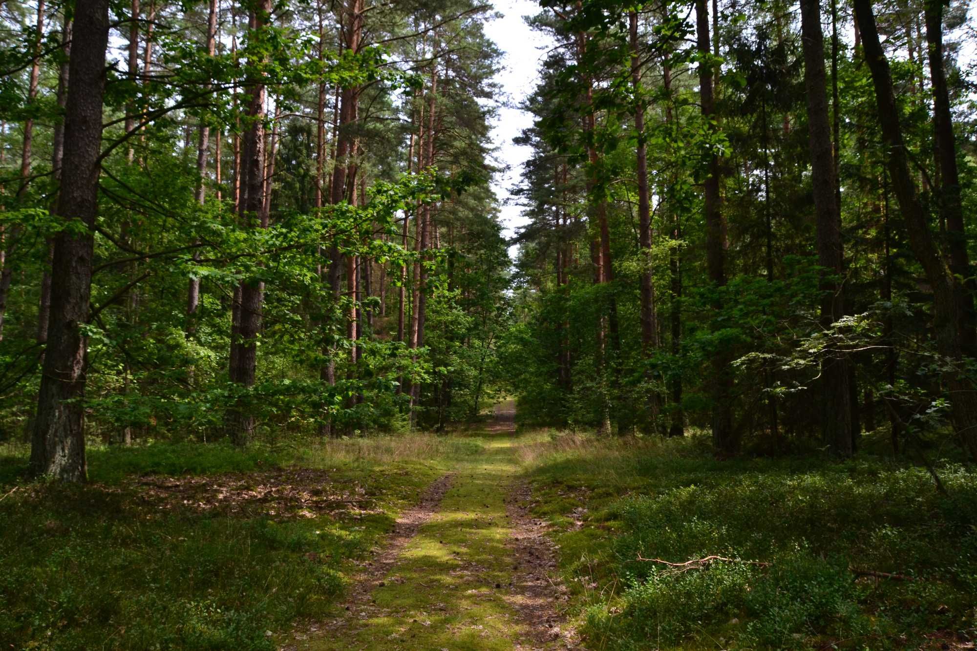 Domek Słonecznik Pluski (Mazury,WiFi,prywatna działka,blisko jezioro)