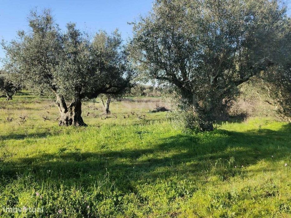 Terreno Rústico com 4750m2 localizado na freguesia de Vila Alva