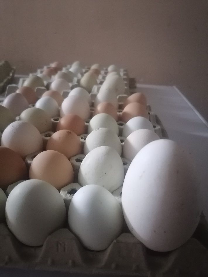 Sprzedam ekologiczne jaja gęsie i kurze