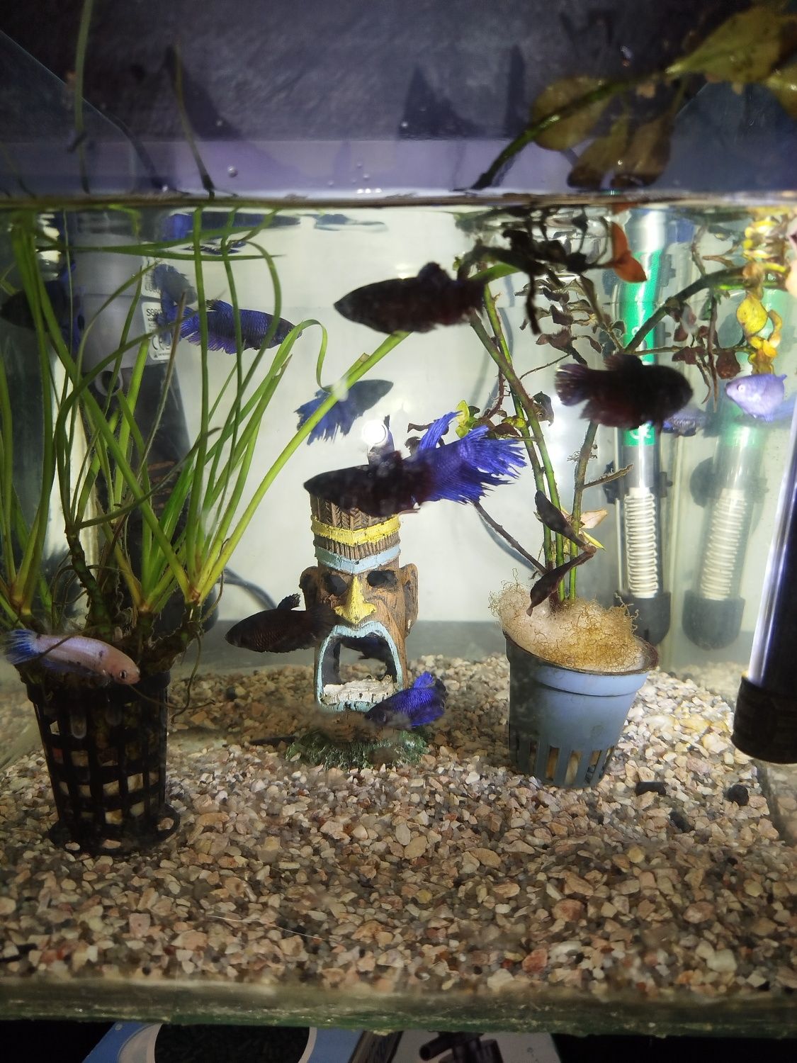 Vários bettas para venda criaçao própria