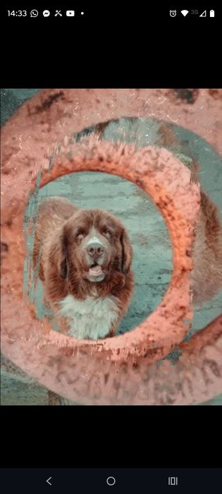 Nowofundland Landser