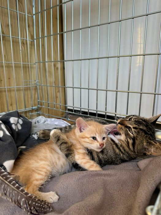 Kociaki do adopcji 1 miesiąc rudy zdrowe od zaraz przytulaste