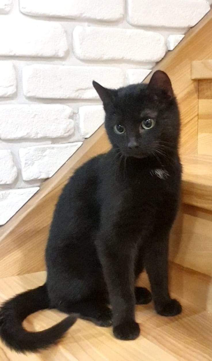 Bob Budowniczy i Marian świetne koty do adopcji