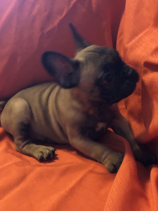 Bulldog frances.macho. Com dois meses feitos dia 8 deste mes.